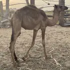 حواره مفروده حمرا
