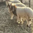 هرافى نعيمي بلدي