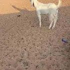 معزاء للبيع