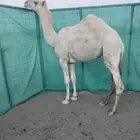 بكره وضحا كفو