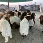 ذبايح