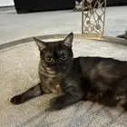 قطة للتبني