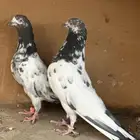 حمام بكستاني تيدي