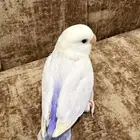 فرخ روز نهاية فطام