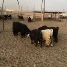 معزا مراح