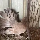 للبيع ذكر امريكي اوفر
