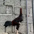 ديك سندي