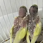 طيور باجي