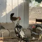 السلام عليكم ديك سندي اصيل صافي