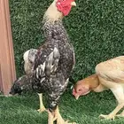 دجاج كوشامو تم البيع