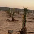 فسائل   سكري   برحي  .خلاص