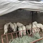 بهم 3 شهور