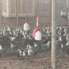 دجاج فيومي