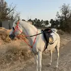 حصان واهو شيخ