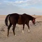 فرس انقليزيه