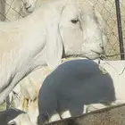 مشروع فحل حري