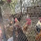 دجاج بلدي ودجاج براهما كلومبي وشبوك دجاج 3 2 وخزان ماء