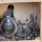 زوج زاجل سباق وذكر زاجل فردي