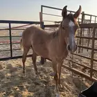 مهر شعبي شيخ