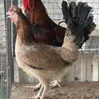 دجاج عربي ترثه