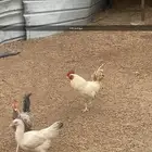 مكه حي الفيصل