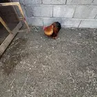 ديك كوشن بوف