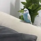 بادجي متكلم (طير حب )
