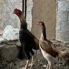 زوج شامو ياباني