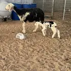 شاه نجديه خلفه بولدها