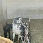 تيس مشروط ثني