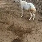 فرير او خروف