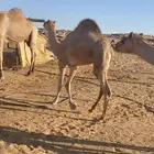 تبوك تيماء