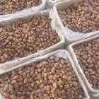 للبيع 100 كرتون خلاص الأفلاج الكيلو 3 ريال ونص