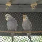 طيور الحب للبيع