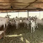 جفران للبيع