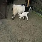 عنز والد وبنتها وعنز حواء