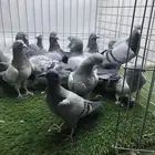 11 جوز زاجل للبيع