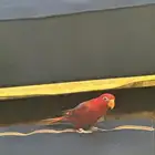 ببغا رد لوري