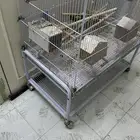 للبيع ثنين طيور حب وواحد طير روز للبيع