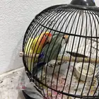 طيور روز صغيره انتاجي