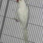 درة البينو البيع قريب