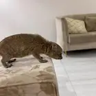 وبر للبيع