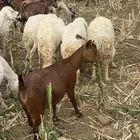 معزا حص وعارضيه معها اربع ثلاث عنق وتيس