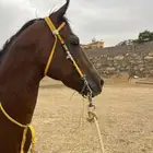 حصان شعبي
