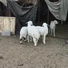 للبيع طليان من انتاج المراح