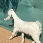 حفره مطوره من النوادر