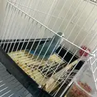 روز للبيع