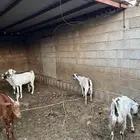 غنم مقاني دفع مشروطه سديس و جامع المجاردة