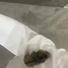 هامستر روسي