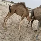 حوار حمر للبيع